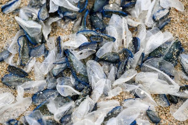 满瑞网 立即远离！外出遇到这种“塑料袋”别碰，有毒！